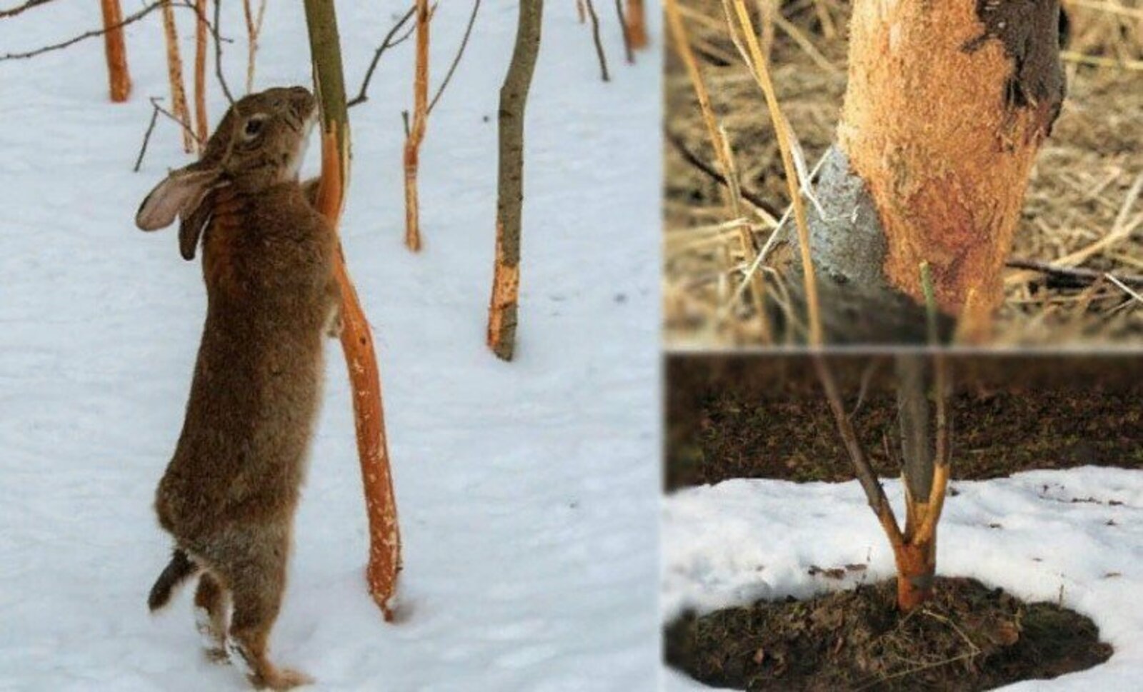 Защити деревья от грызунов