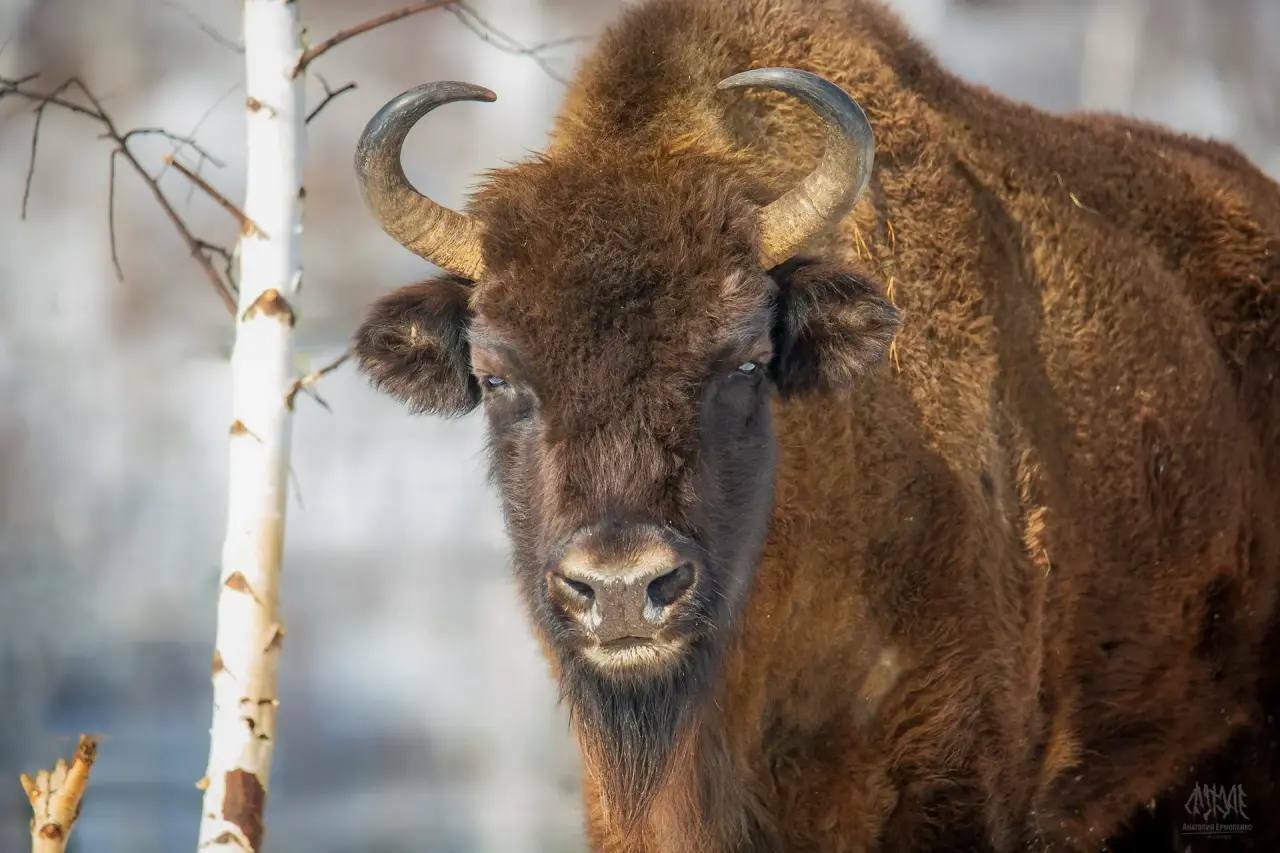 Башкирия – единственный регион страны, где зубры содержатся в естественной среде