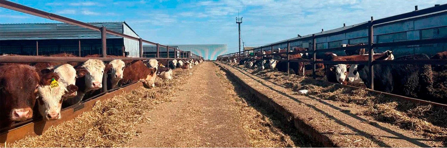 В хозяйстве выращивают герефордов, лимузинов и абердин-ангуссов.