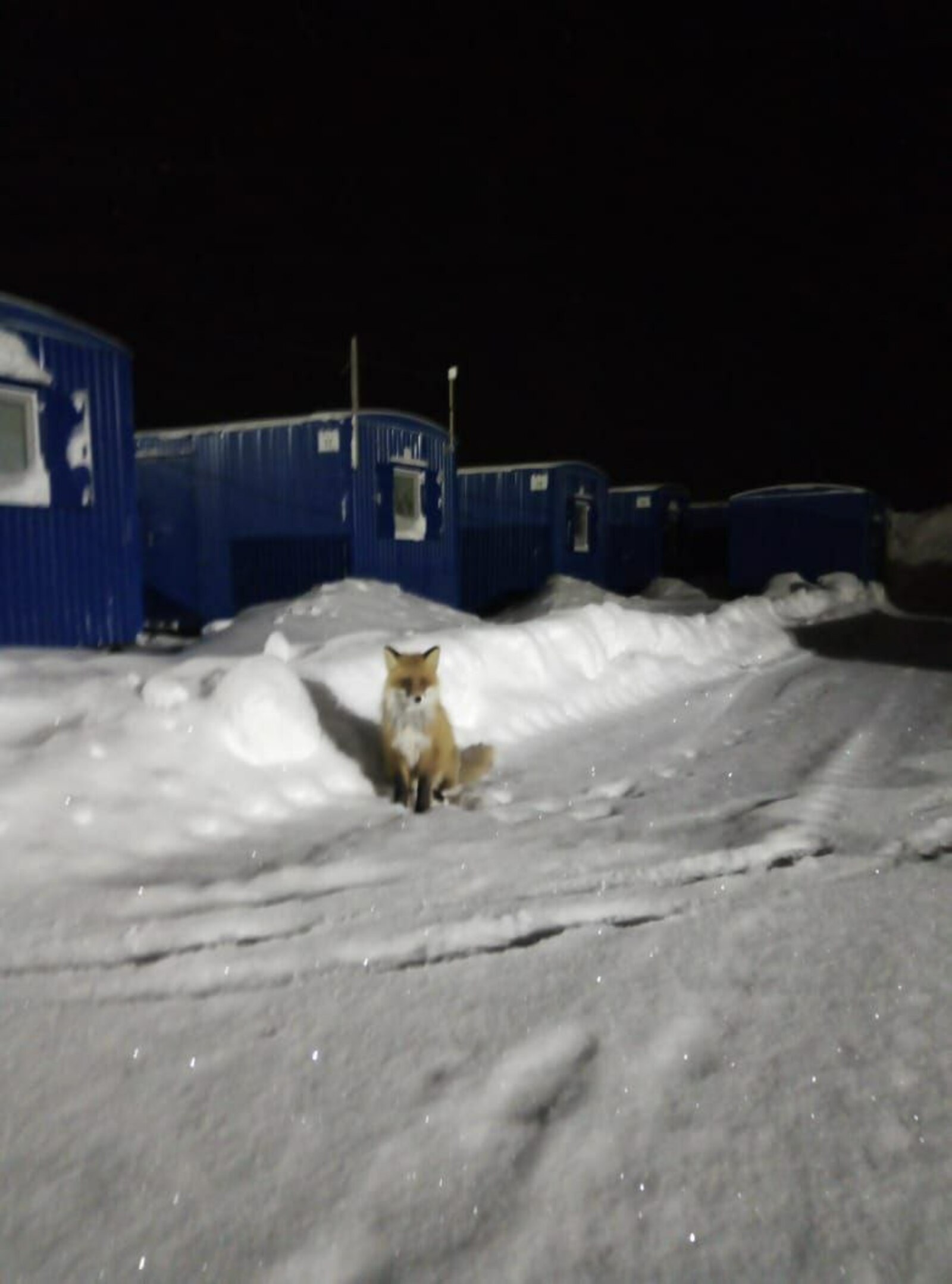 В Башкирии с начала 2026 года выявлено два случая заражения бешенством.