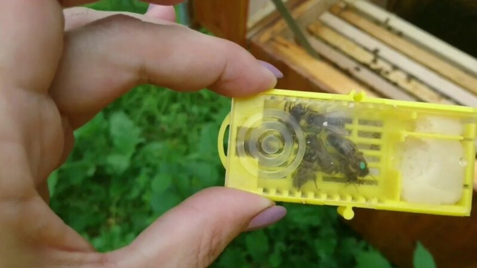 Впервые башкирская пчела пошла на экспорт в зарубежные страны