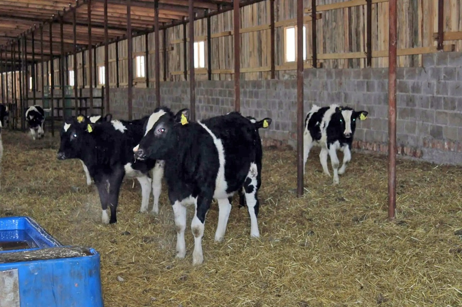 На ферме порядок и чистота, бурёнки сытые и довольные.