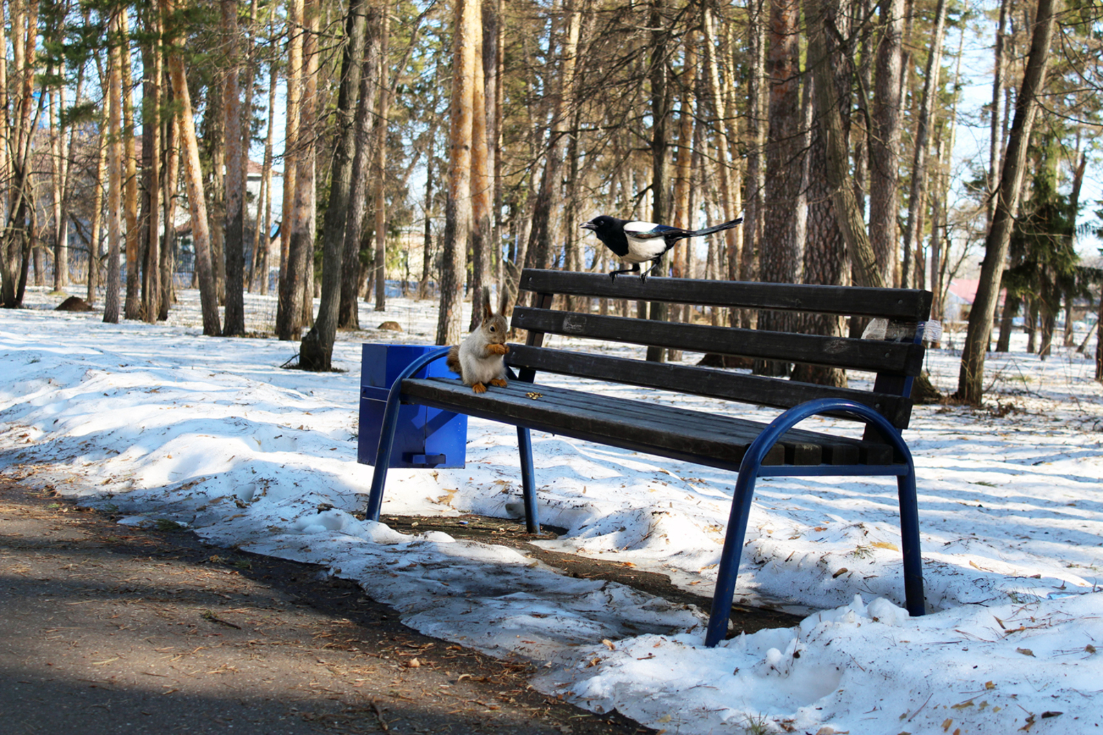 Отчаянная схватка Белки и Сороки разыгралась в Шоттовском парке села Ермолаево