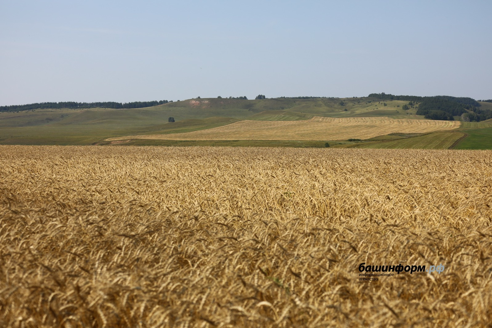 Продовольственная пшеница из Башкирии нашла своего покупателя за рубежом