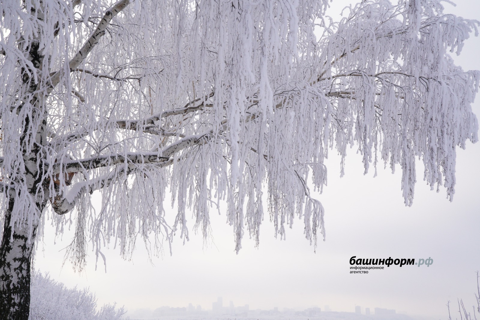 В 2026 году Башкирия получит рекордные средства на развитие лесного хозяйства