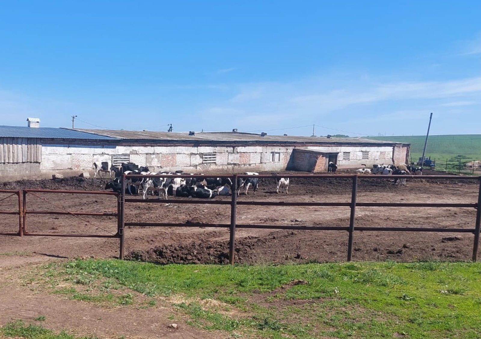 Светланы Бегловой  Отдельно стоят бычки на откорме.