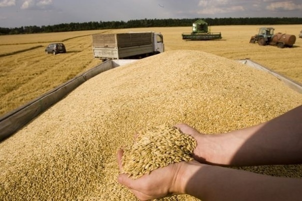 Зерно и продукты его переработки из Башкирии отправились в 12 стран мира