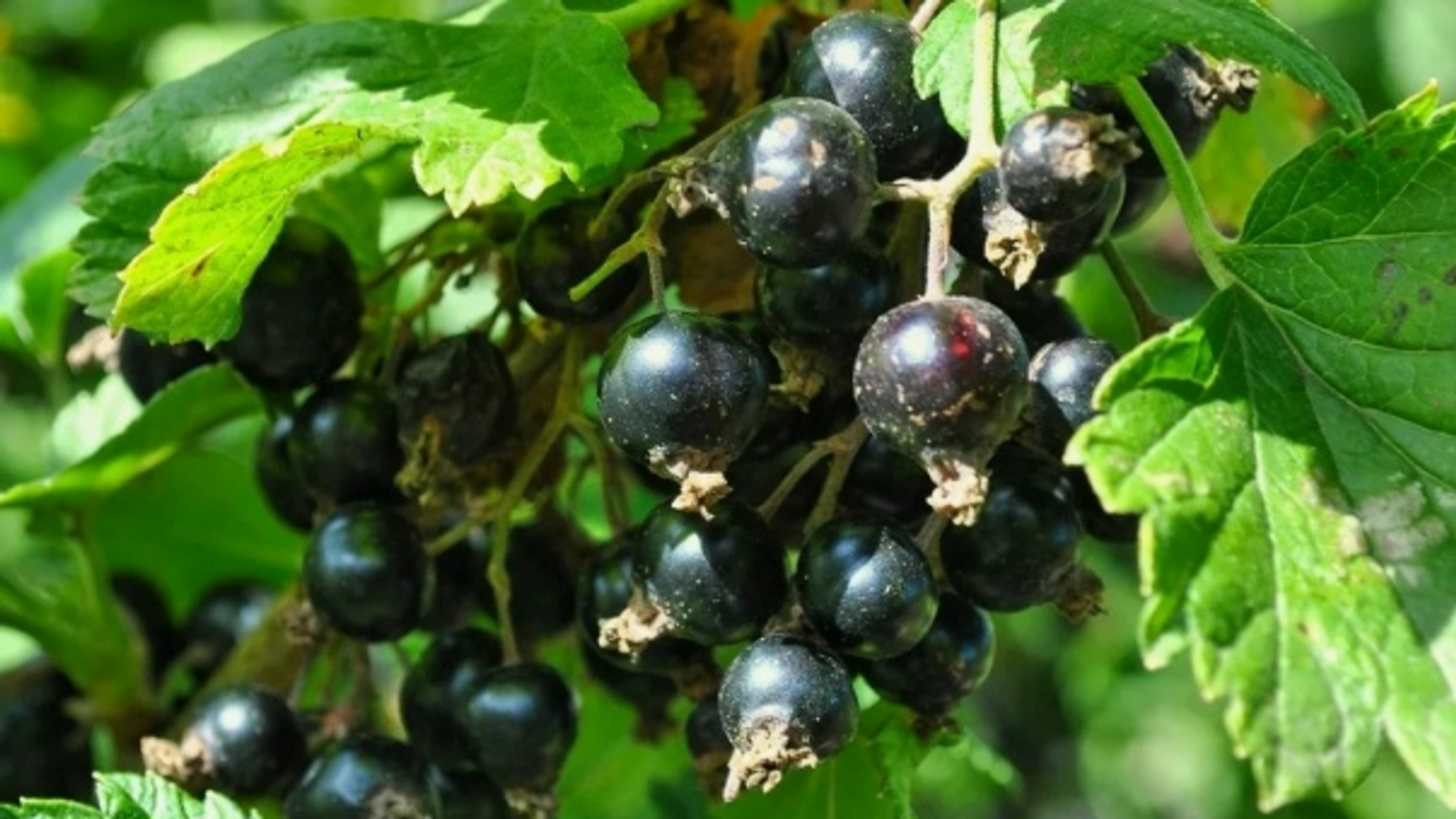 Жителям Куюргазинского района дают ценные советы специалисты Рос-сельхозцентра