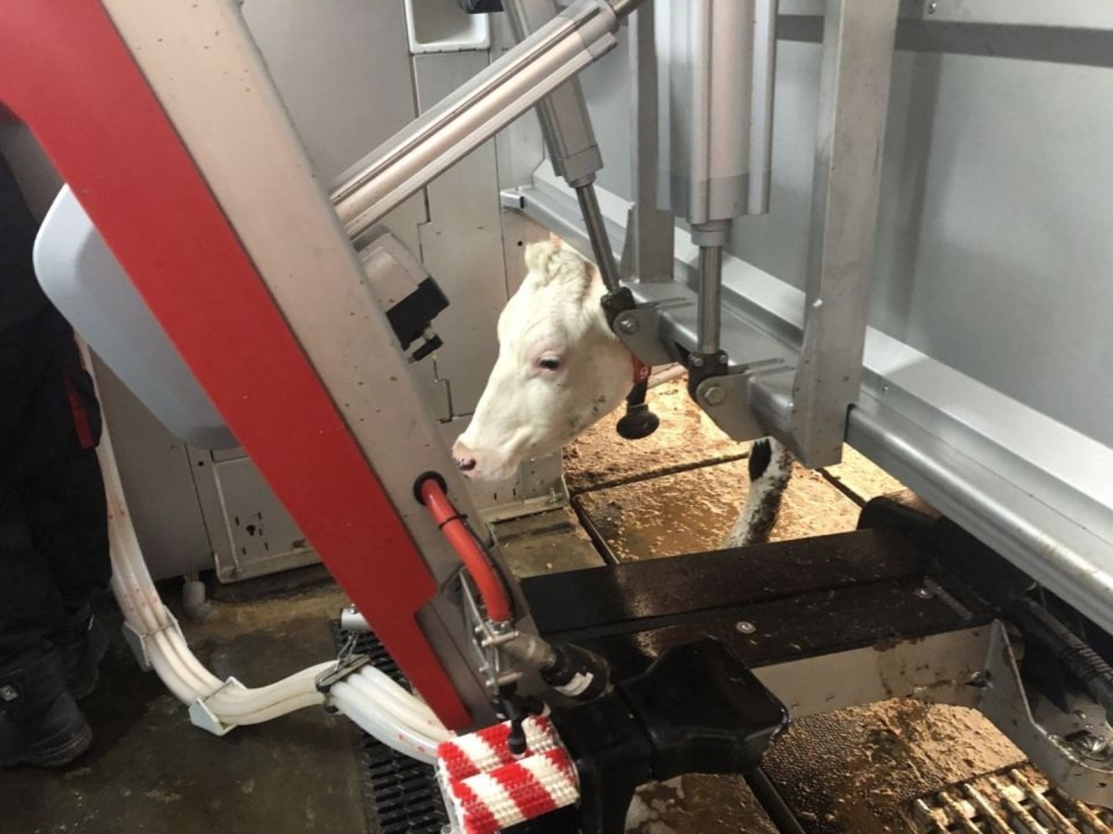 В Башкирии в молочном животноводстве функционируют  роботизированные комплексы