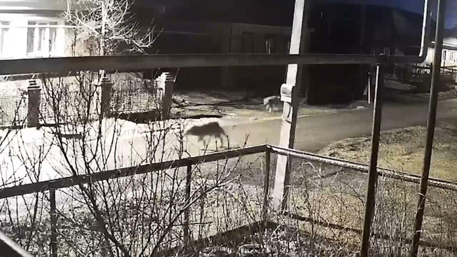 В одном из городов Башкирии опасными и частыми гостями стали волки