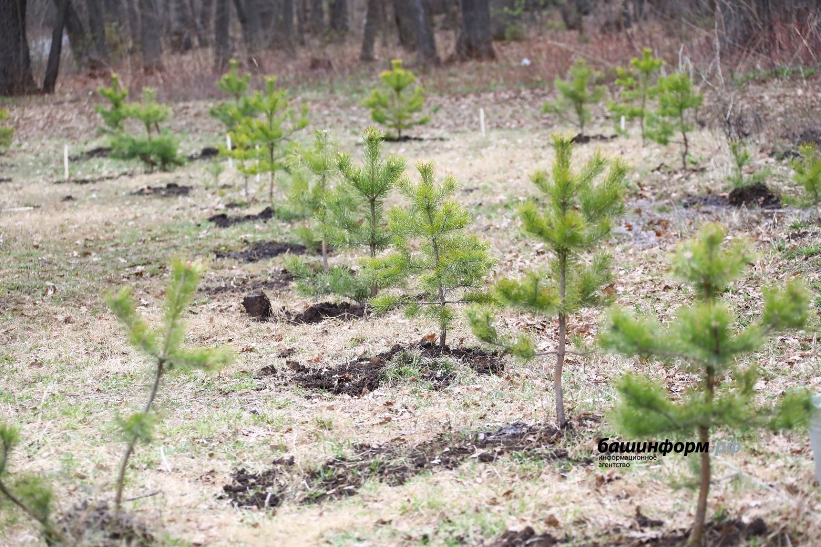 К 2026 году башкирским лесхозам предстоит решить ключевую проблему