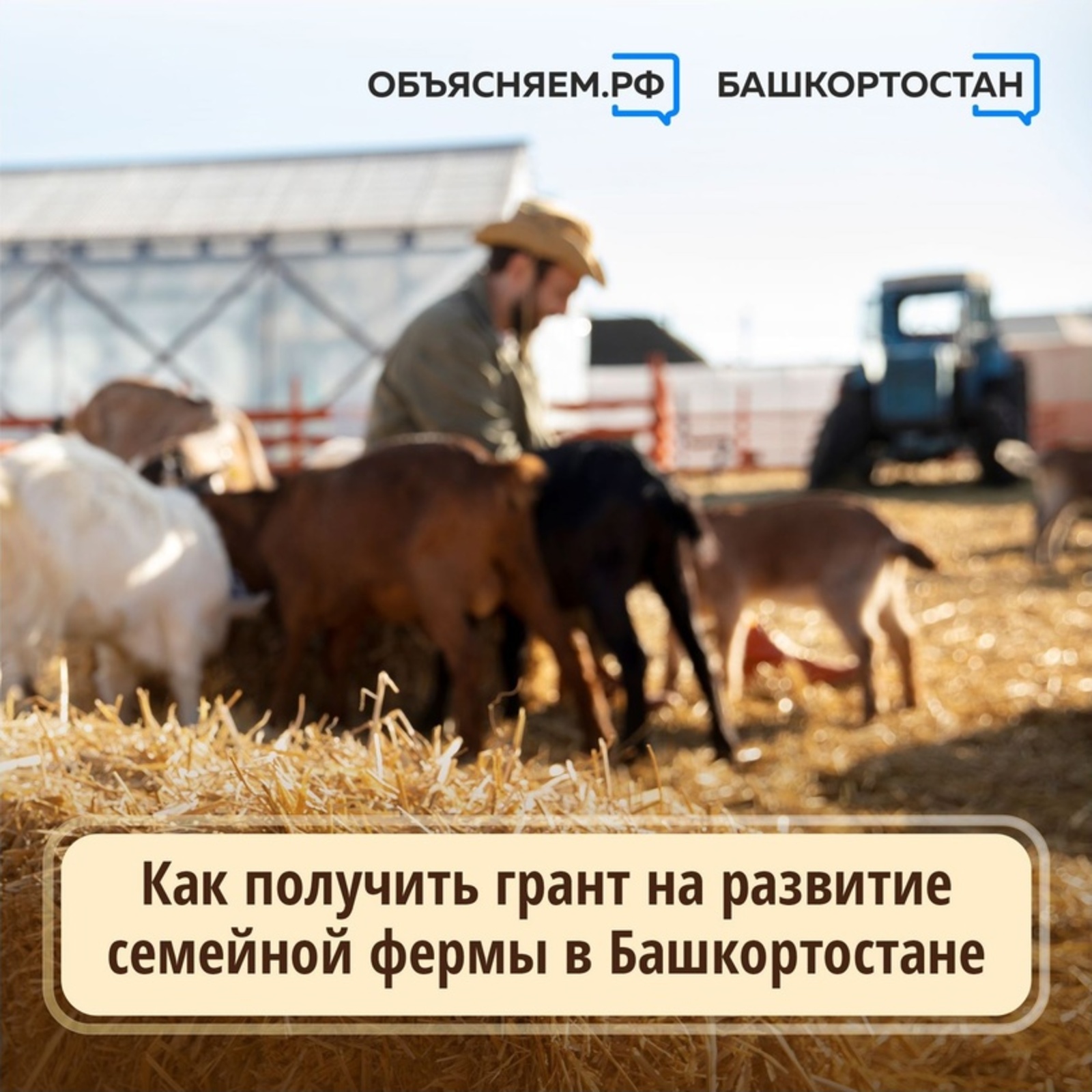 Как получить грант на развитие семейной фермы в Башкортостане