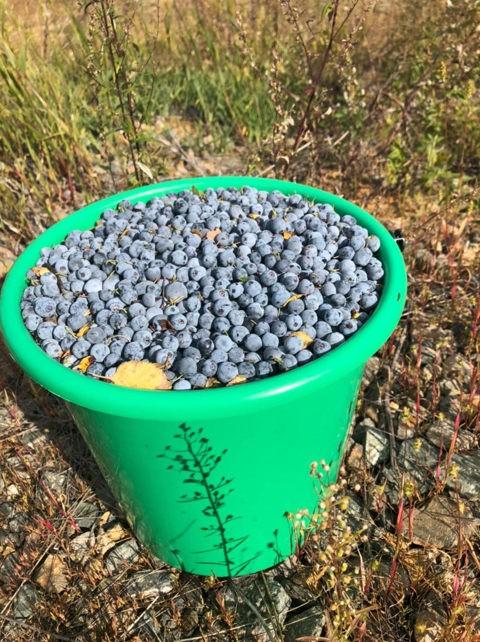 Вызывает тревогу высокий уровень радиации в тайге Кольского полуострова