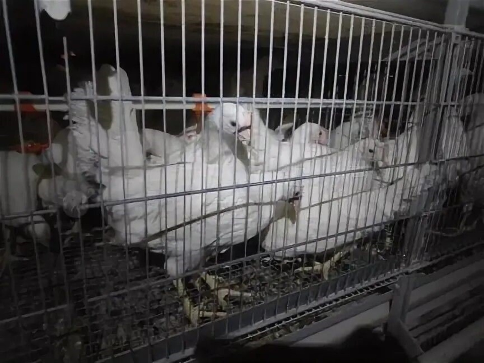 Предприятие из Башкирии экспортировало первые три партии кур-молодок