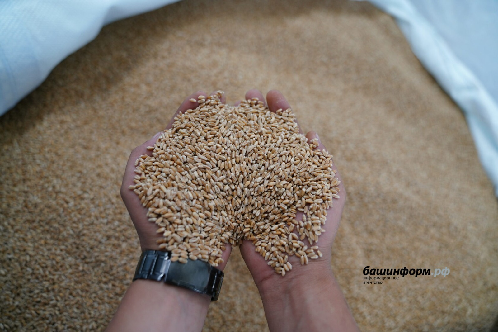 Башкирская пшеница пользуется большим спросом в соседнем государстве