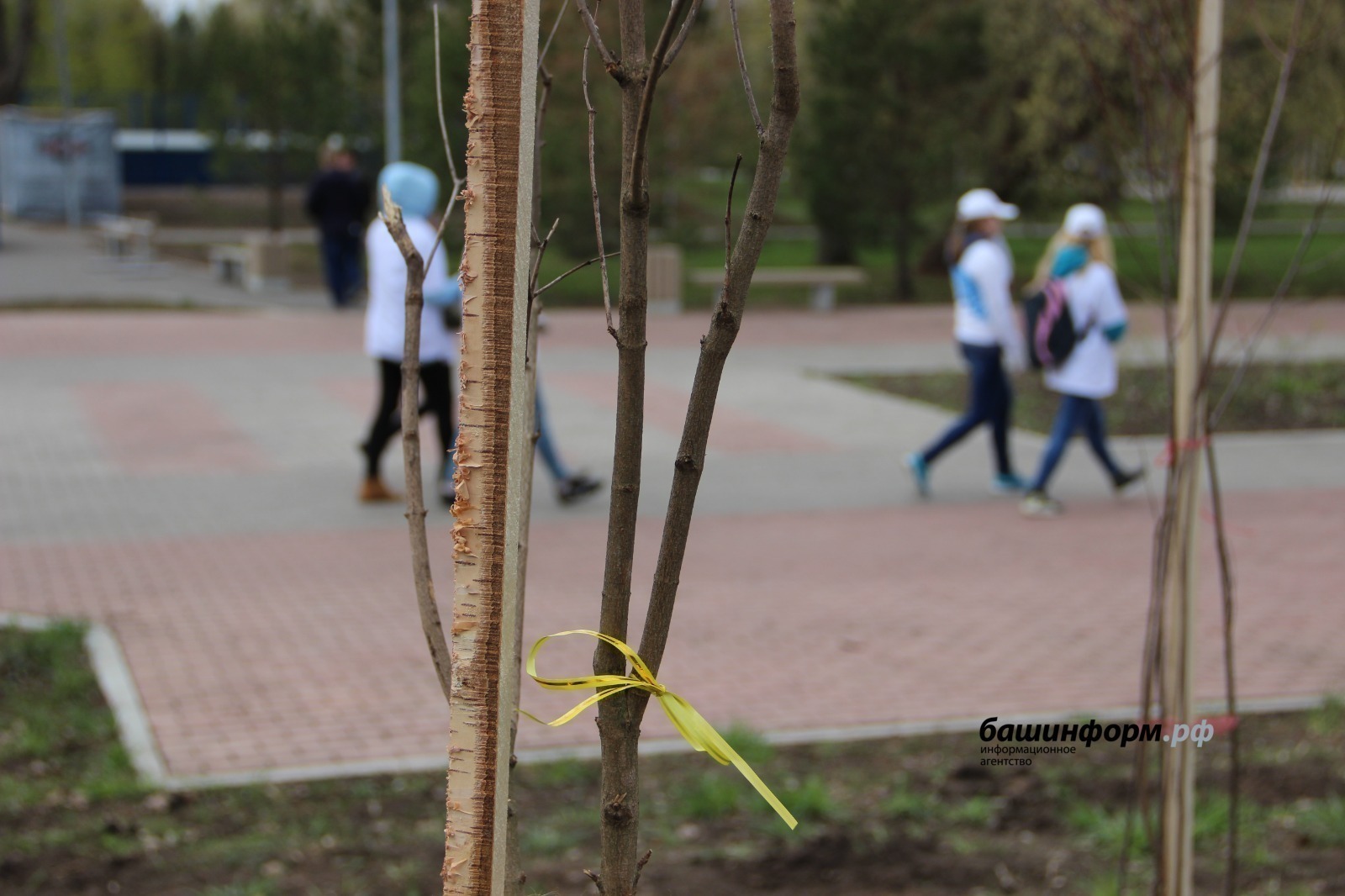 Башкирия в лидерах по участию в международной акции «Сад Памяти»