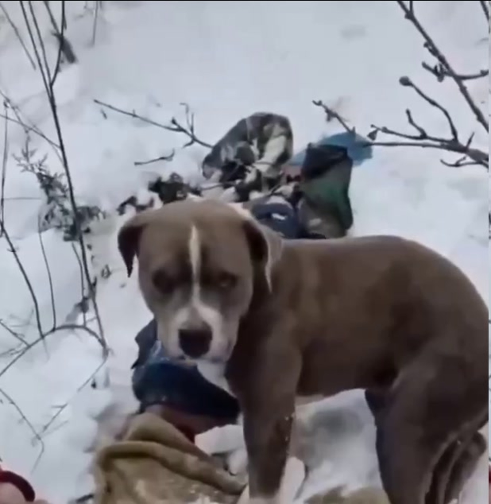 Четыре дня ждал свой момент спасения: верный пес не покинул тела погибших хозяев