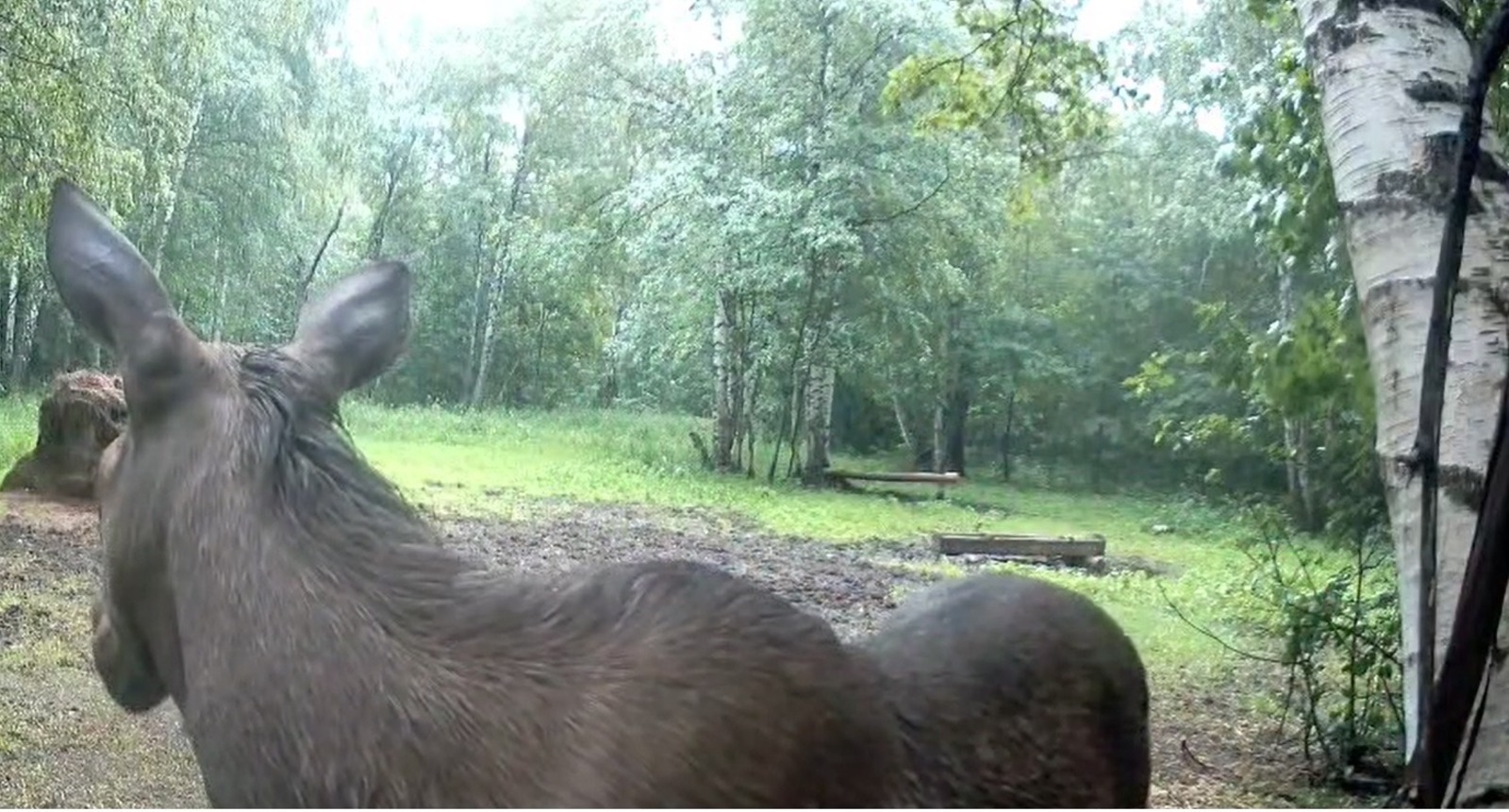 В Башкирии внедрение современной техники усилит охрану лесного фонда региона