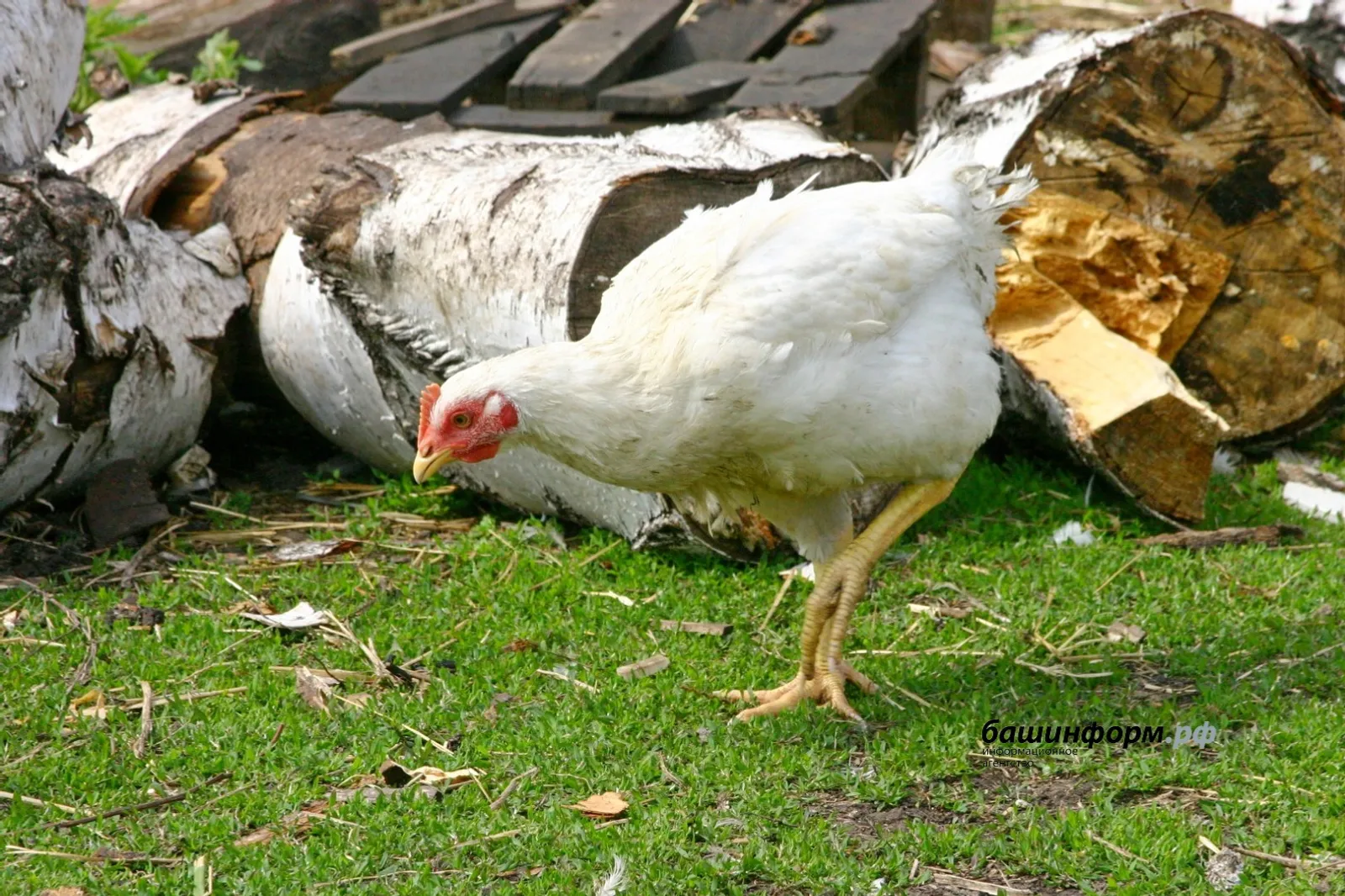 Птицеводческая продукция из Башкирии нашла нового адресата за рубежом