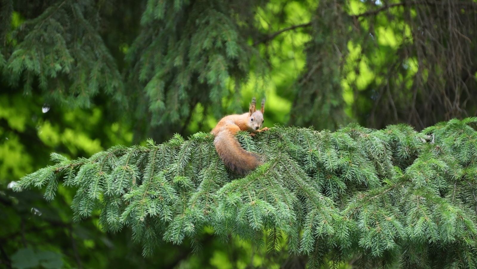 Продолжение озеленения Башкирии запланировано и на 2026 год