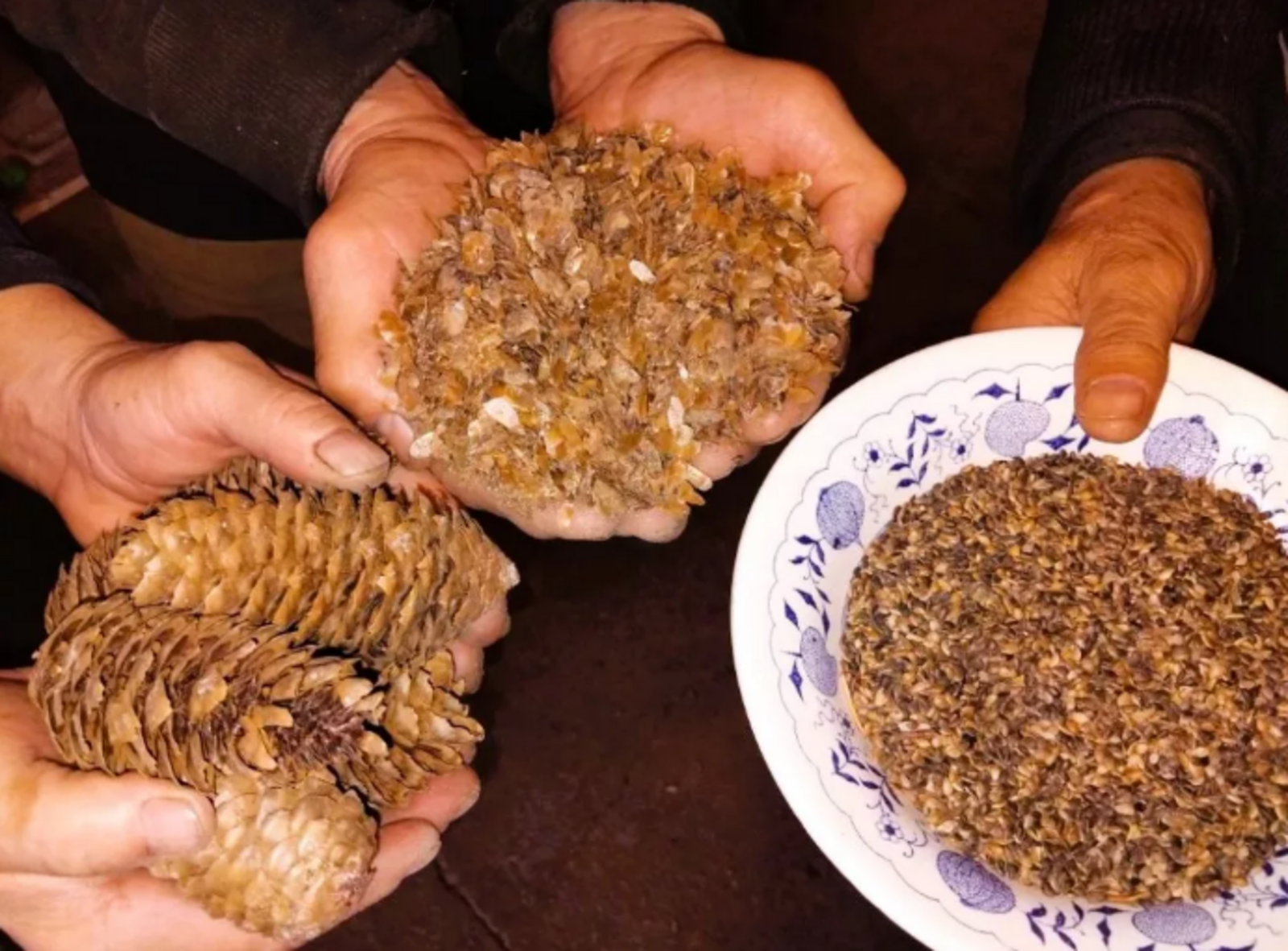 В лесных хозяйствах Башкирии обработано 16 тонн еловых и сосновых шишек