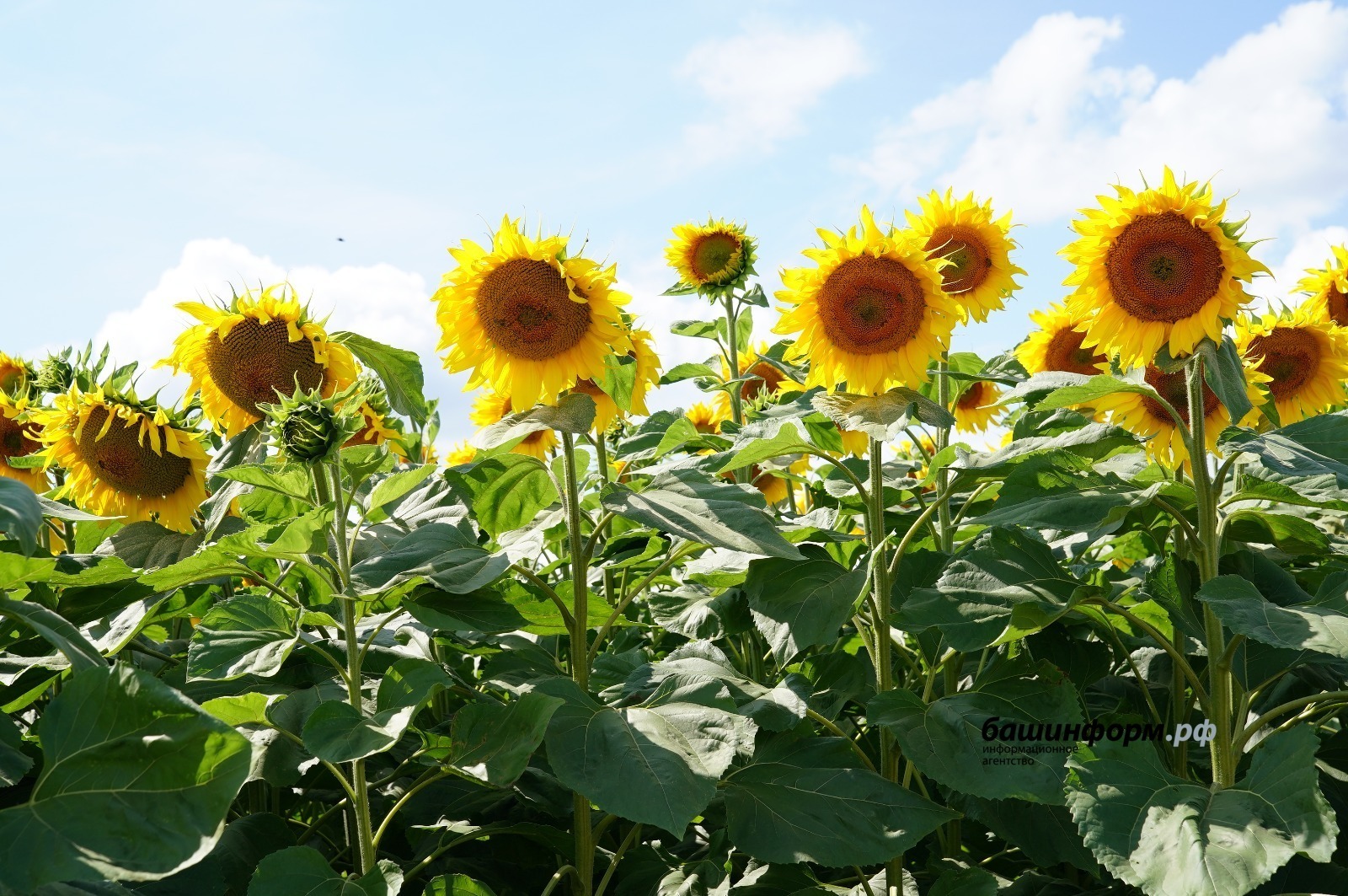 Башкортостан укрепляет год от года сложившиеся отношения с государствами